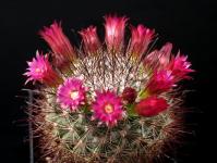 Thumbnail of 1985_Mammillaria albrechtiana ML386_20190510(1).JPG
